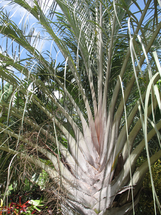 triangle palm in the visitors centre,Botanic Park cayman picture