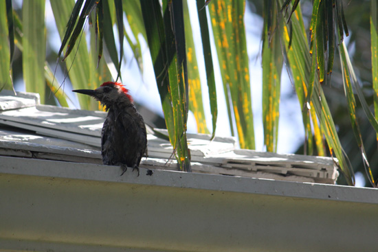 west indian woodpecker cayman in the floral color garden,Botanic Park cayman picture