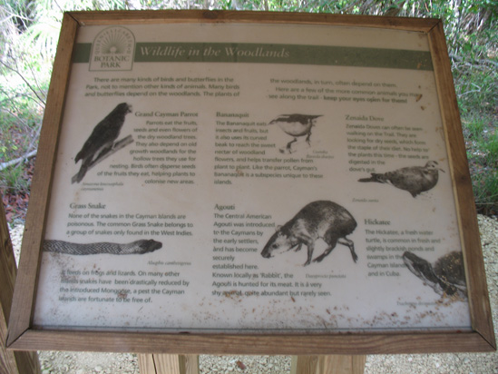 wildlife in the woodlands sign in the trail,Botanic Park cayman picture