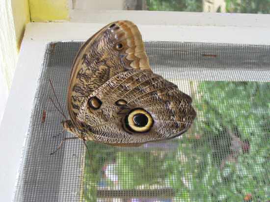 A picture of a Owls eye butterfly at the Butterfly farm in George Town, Grand Cayman.