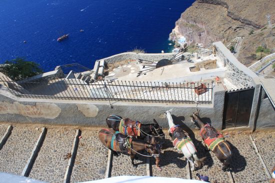 Picture of the  Donkeys From Above  - Fira, Santorini, Greece