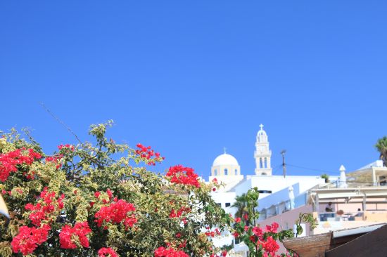 Picture of the  Red Flower With Church Spires In Background  - Fira, Santorini, Greece