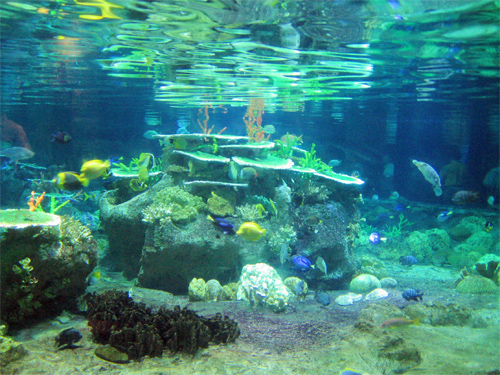 Picture of The Atoll Reef in Ocean Park in Hong Kong, China.