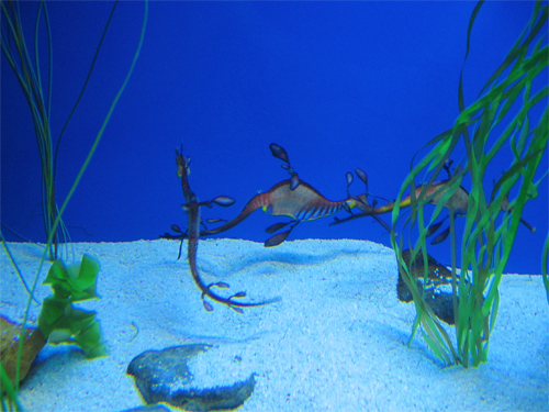 Picture of a leafy Sea Dragon in The Atoll Reef in Ocean Park in Hong Kong, China.