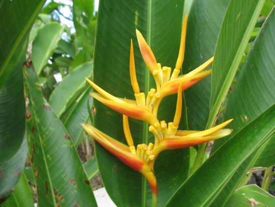 Picture of  The  Bird Of Paradise Flower at Hope Botanical Gardens, Kingston, Jamaica is shown on this page.