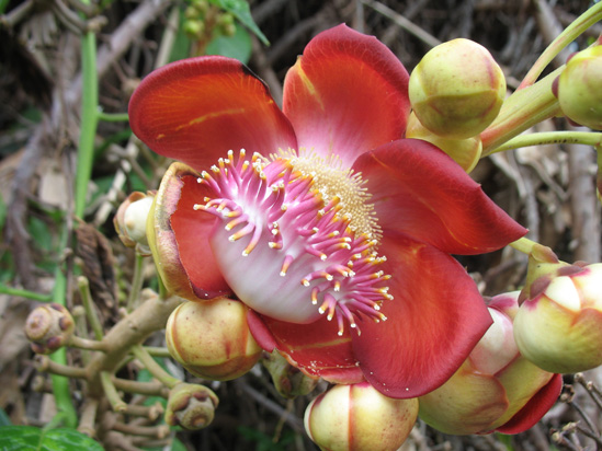Picture of  The  Cannonball Flower at Hope Botanical Gardens, Kingston, Jamaica is shown on this page.