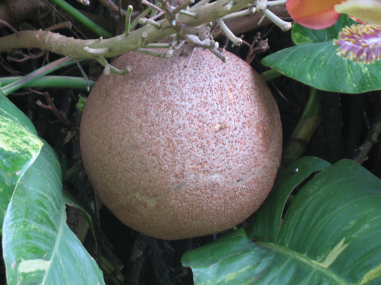 Picture of  The  Cannonball Fruit at Hope Botanical Gardens, Kingston, Jamaica is shown on this page.