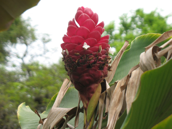Picture of  The  Ginger Alpinia Purpurata at Hope Botanical Gardens, Kingston, Jamaica is shown on this page.