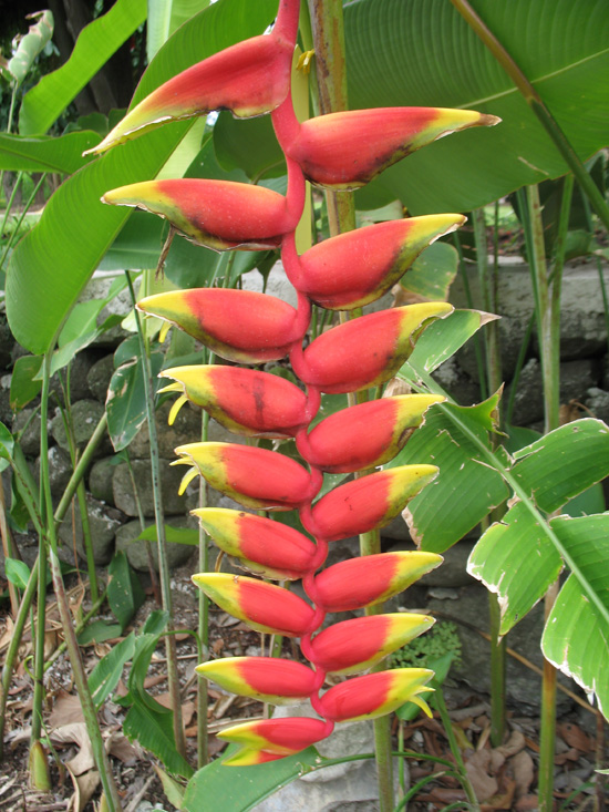 Picture of  The  Heliconia Lobster Claw at Hope Botanical Gardens, Kingston, Jamaica is shown on this page.