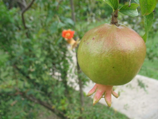 Picture of  The  Pomegranate Fruit And Flower at Hope Botanical Gardens, Kingston, Jamaica is shown on this page.