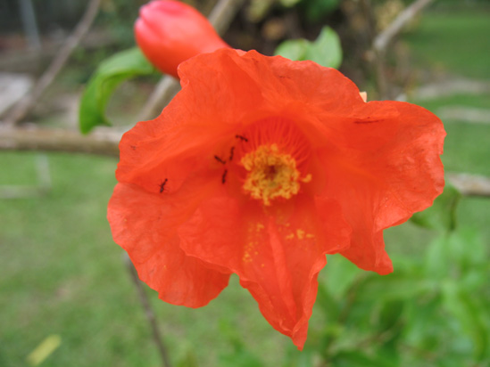 Picture of  The  Red Trumpet Flower at Hope Botanical Gardens, Kingston, Jamaica is shown on this page.
