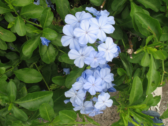 Picture of  The  South African Leadwort Plumbago Capensis at Hope Botanical Gardens, Kingston, Jamaica is shown on this page.