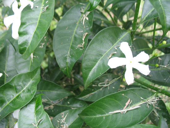 Picture of  The  White Flower at Hope Botanical Gardens, Kingston, Jamaica is shown on this page.