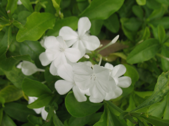 Picture of  The  White Periwinkle at Hope Botanical Gardens, Kingston, Jamaica is shown on this page.
