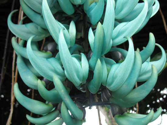 Picture of  The  Bottom Of Jade Vine at Strawberry Hill, Jamaica is shown on this page.