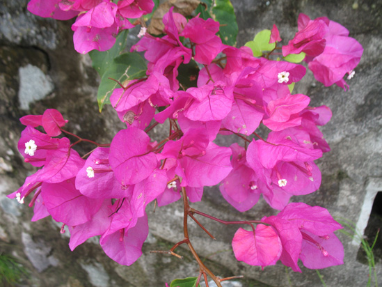 Picture of  The  Bougainvillea Paper Flower at Strawberry Hill, Jamaica is shown on this page.