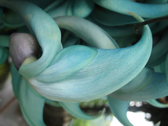 Picture of  The  Close Up Of Jade Vine at Strawberry Hill, Jamaica is shown on this page.