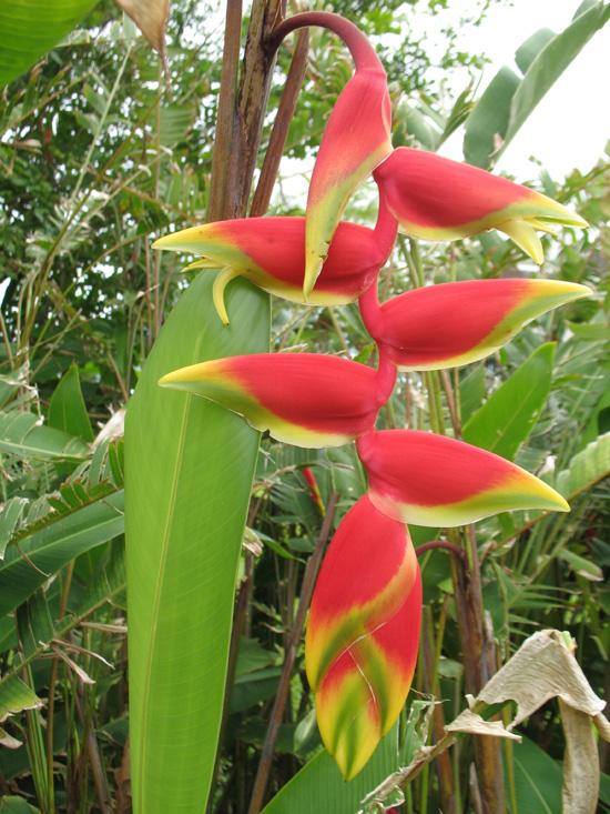 Picture of  The  Heliconia Rostrata Lobster Claw at Strawberry Hill, Jamaica is shown on this page.