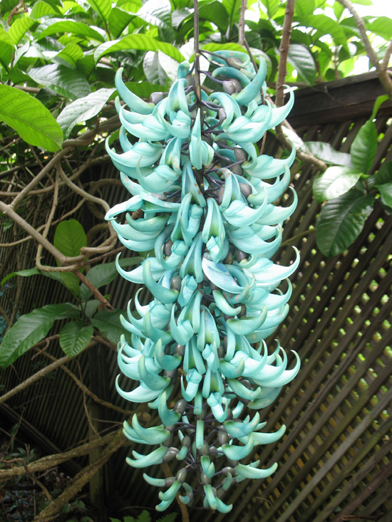 Picture of  The  Jade Vine at Strawberry Hill, Jamaica is shown on this page.