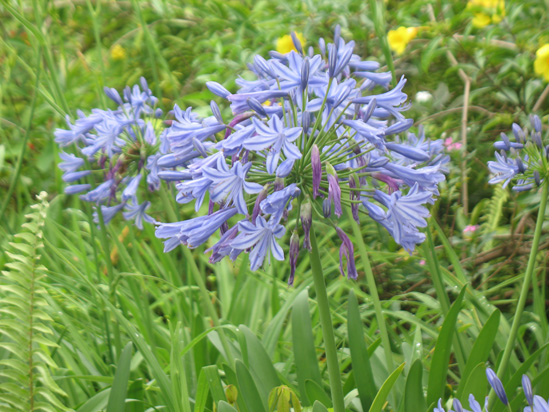 Picture of  The  Lily Of The Nile Agapanthus Spp at Strawberry Hill, Jamaica is shown on this page.