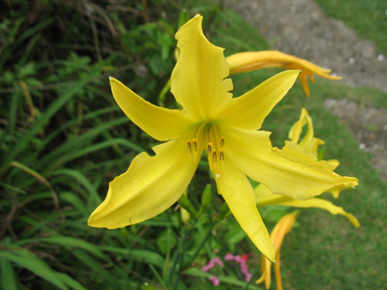 Picture of  The  Yellow Day Lily Hemerocallis at Strawberry Hill, Jamaica is shown on this page.