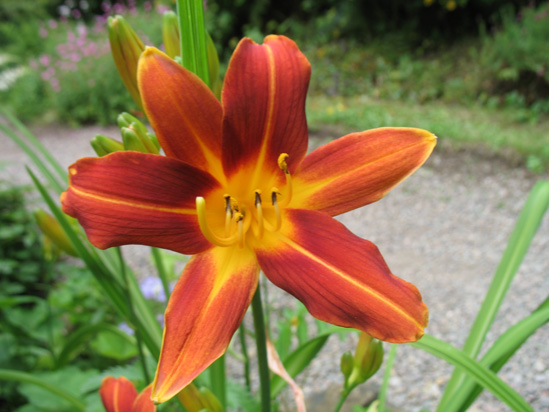 bronze flower dunvagan castle gardens scotland picture