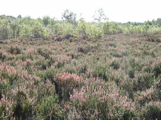 Heather in Drumpellier Country Park.