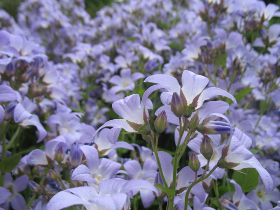 lots of purple flowers dunvagan castle gardens scotland picture