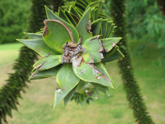 monkey puzzle tree end of branch dunvagan castle gardens scotland picture