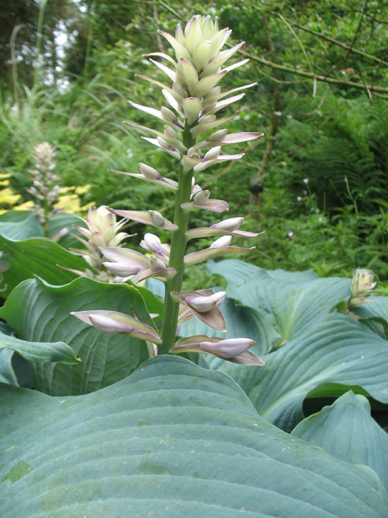 plant dunvagan castle gardens scotland picture