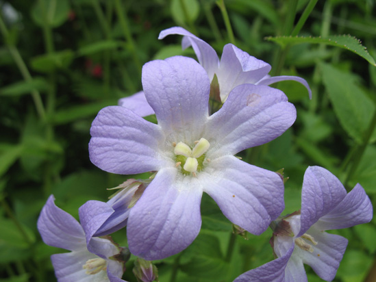 prurple flower dunvagan castle gardens scotland picture