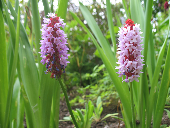 red pink flowers dunvagan castle gardens scotland picture