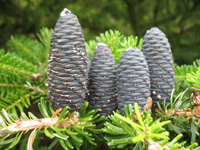 blue pine cones dunvagan castle gardens scotland picture