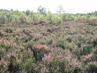 Drumpellier Country Park in Glasgow, Scotland