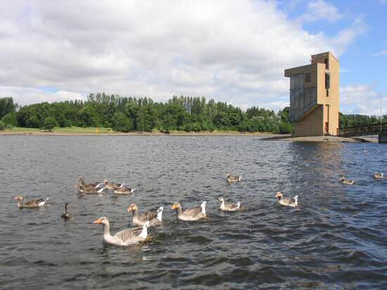 Some Geese and Ducks in Strathclyde Country park.