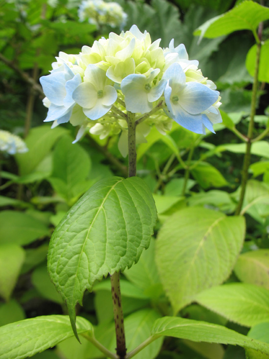 white blue flower dunvagan castle gardens scotland picture