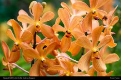 Bangkok Gold Orchid Wallpaper