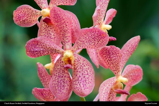 Free Chark Kuan Orchid Wallpaper