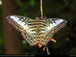  clipper parthenos sylvia butterfly 