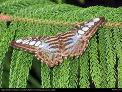  clipper parthenos sylvia butterfly 