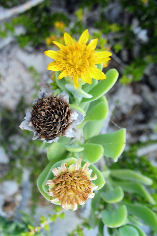 Free Picture of a  Three Flowers in East End Beach, Grand Cayman for you to download to your iPhone.
