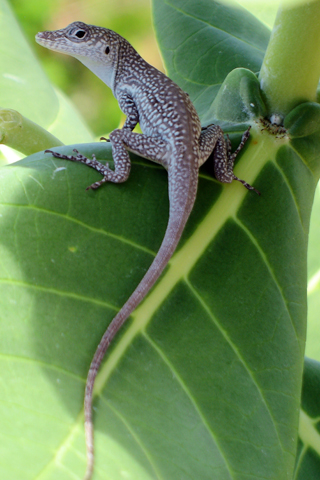Free Picture of a  Blue Anole on Leaf in Grand Cayman for you to download to your iPhone.