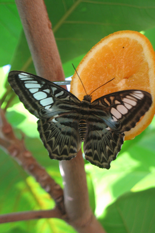 Free Picture of a  Butterfly on an Orange for you to download to your iPhone.