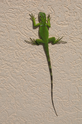 Free Picture of a  Green Iguana for you to download to your iPhone.