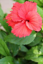 free iphone wallpaper of red hibiscus