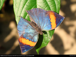  Cayman kallima inachus formosana butterfly