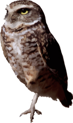 Free Owl Vector