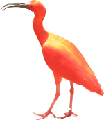 Free Red Ibis Vector