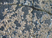 Free Beach Stones with Barnacles Texture