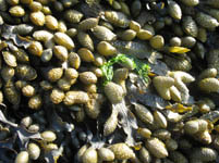 Free Seaweed Texture